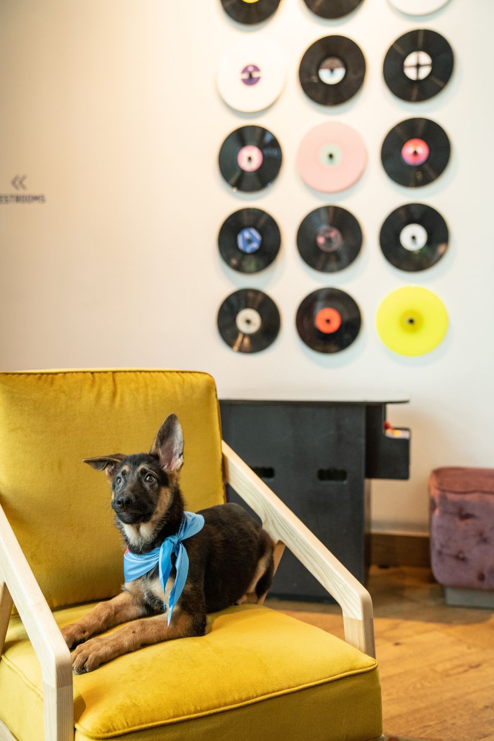 Dog at Origin Hotel Austin