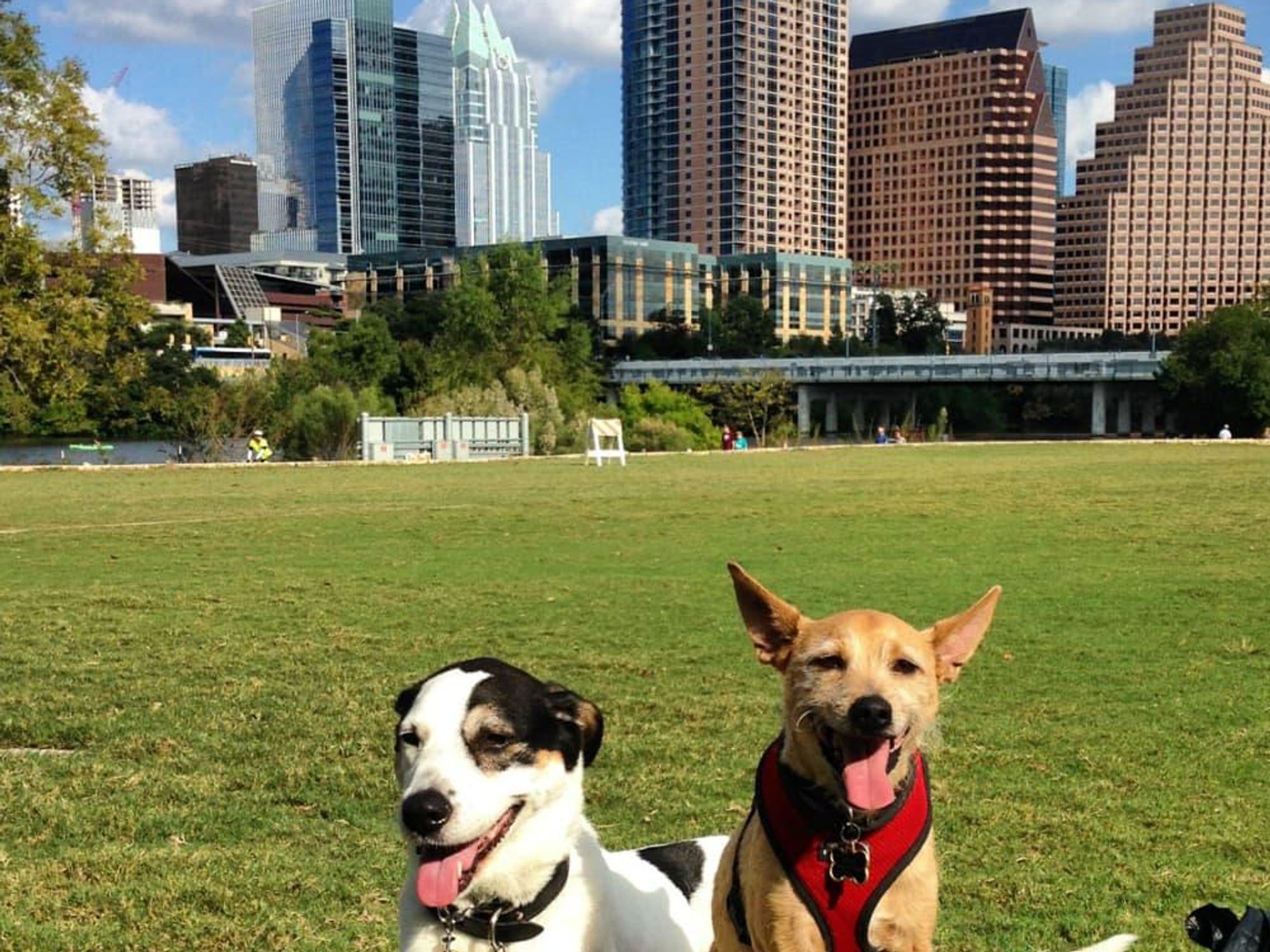 Dog dogs Austin skyline