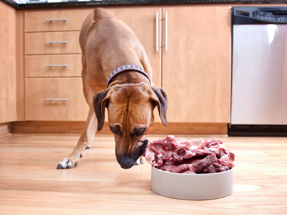 dog eating raw meat from a dog bowl in a kitchen