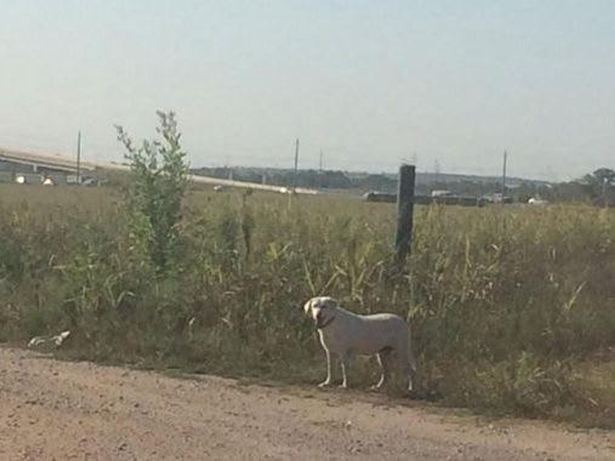 dog finds skull in southeast austin