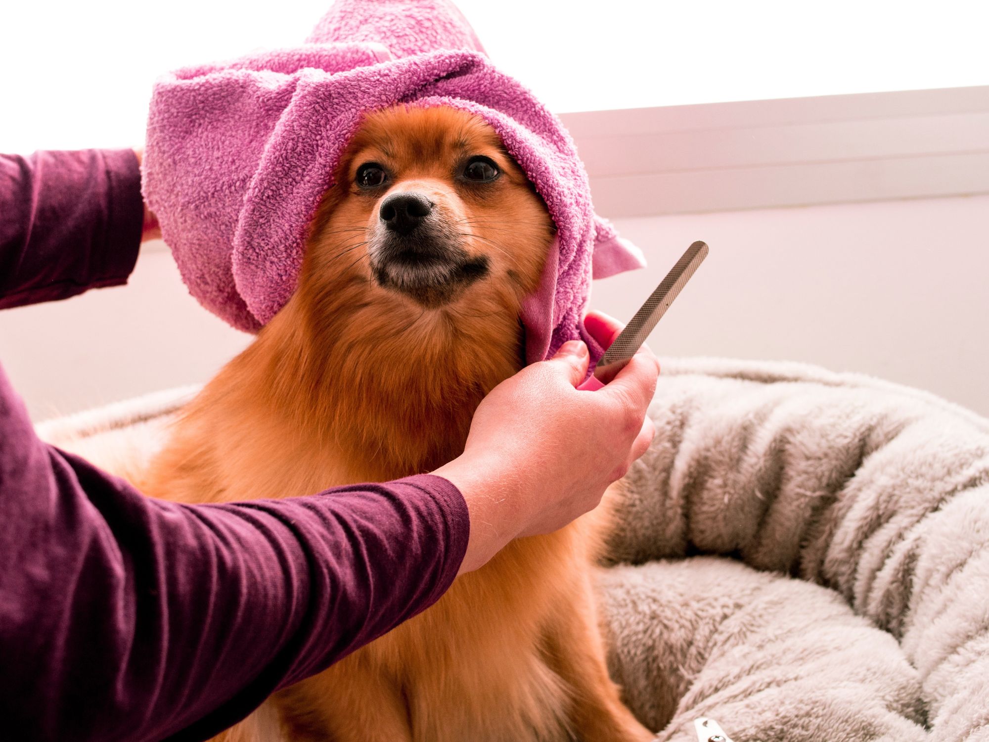 dog grooming