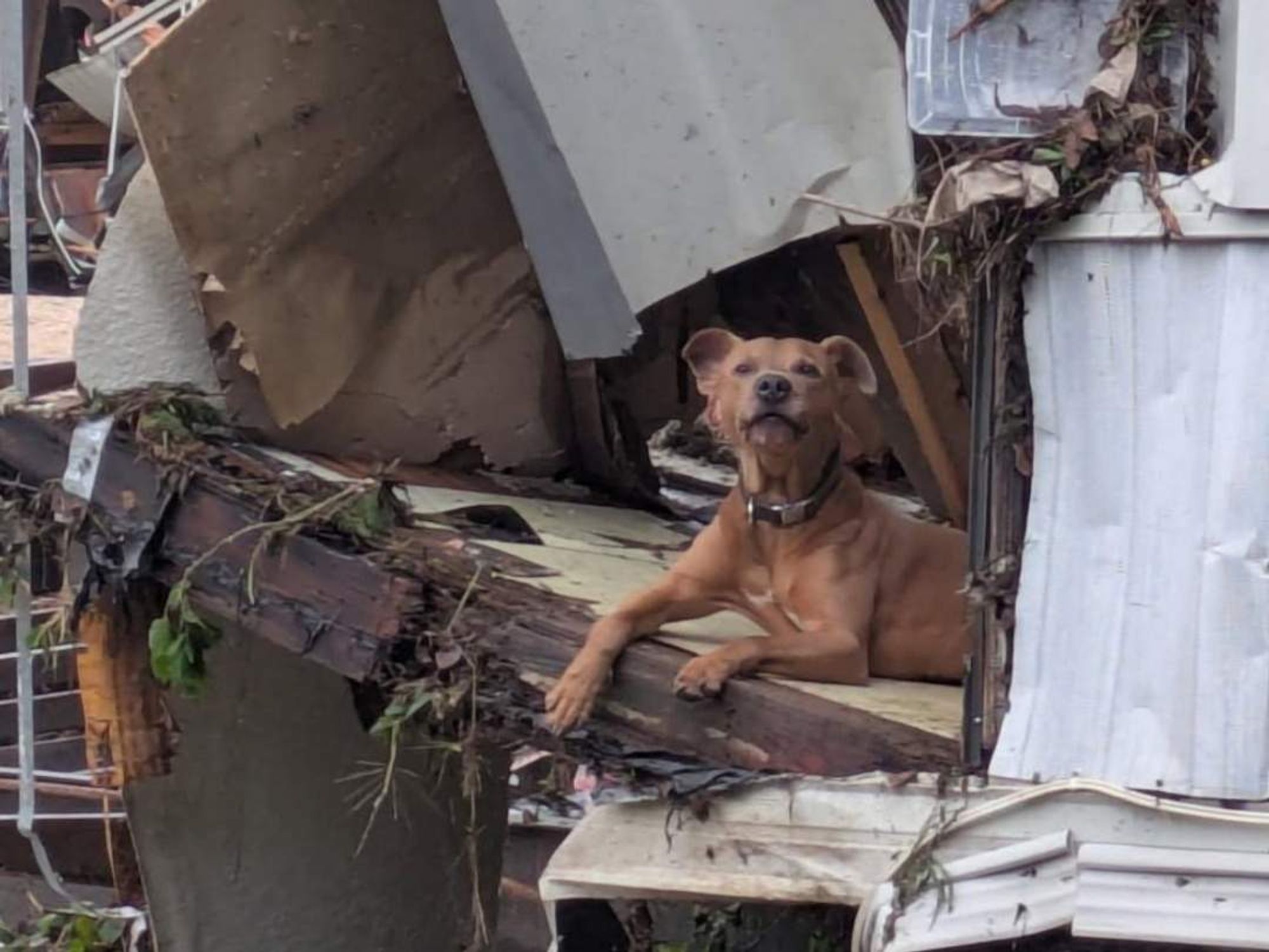 Dog rescued Central Texas floods