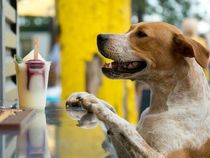 10 Dog Friendly Austin Bars And Patios