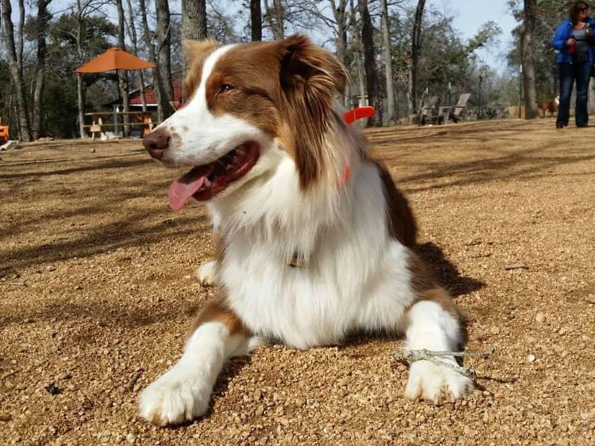 Doghouse Drinkery & Dog Park Leander bar dog puppy Austin