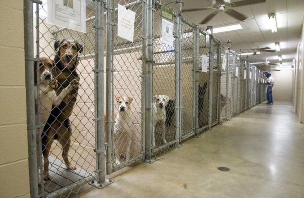 Dogs at an animal shelter
