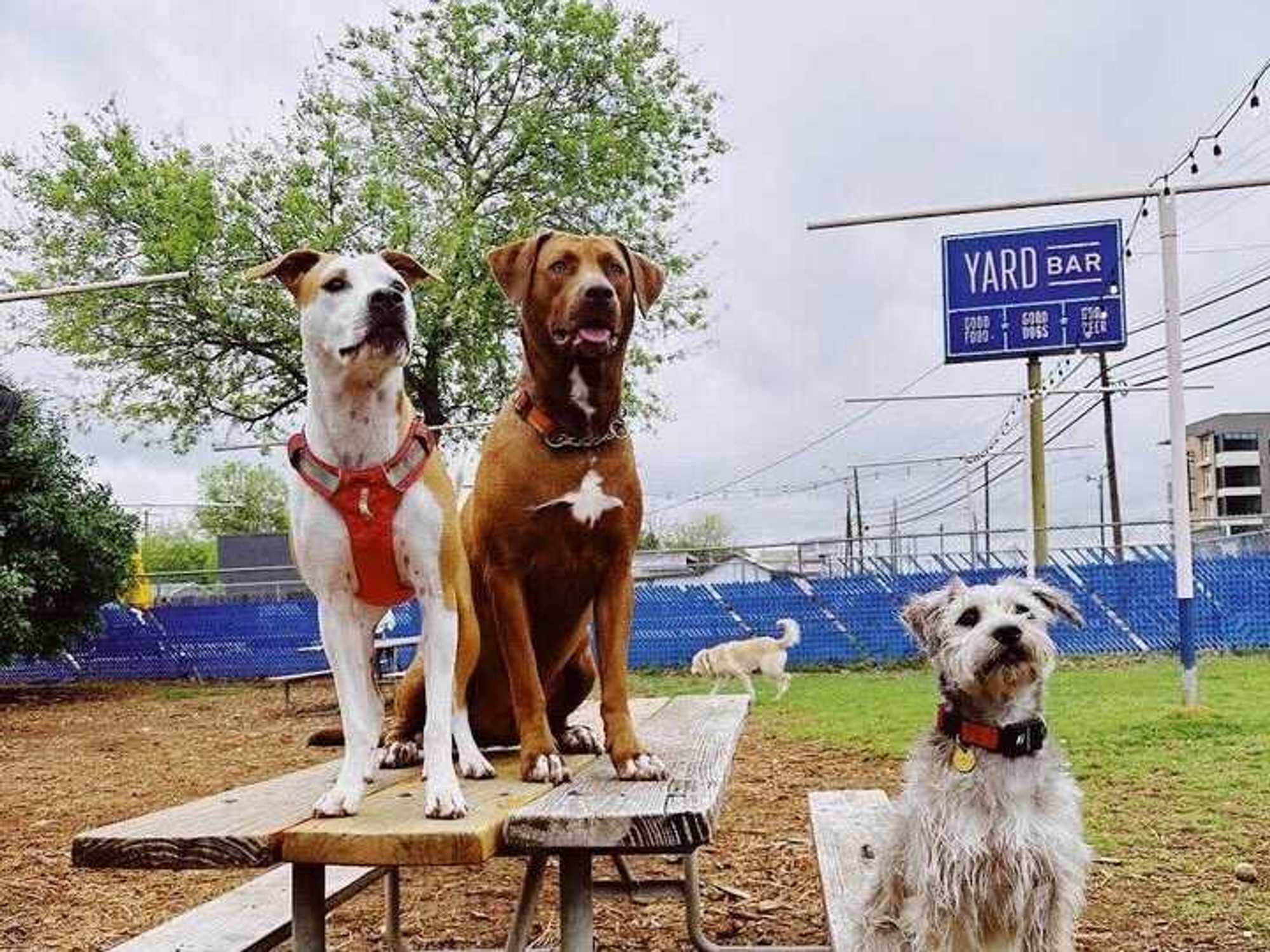 Dogs at Yard Bar