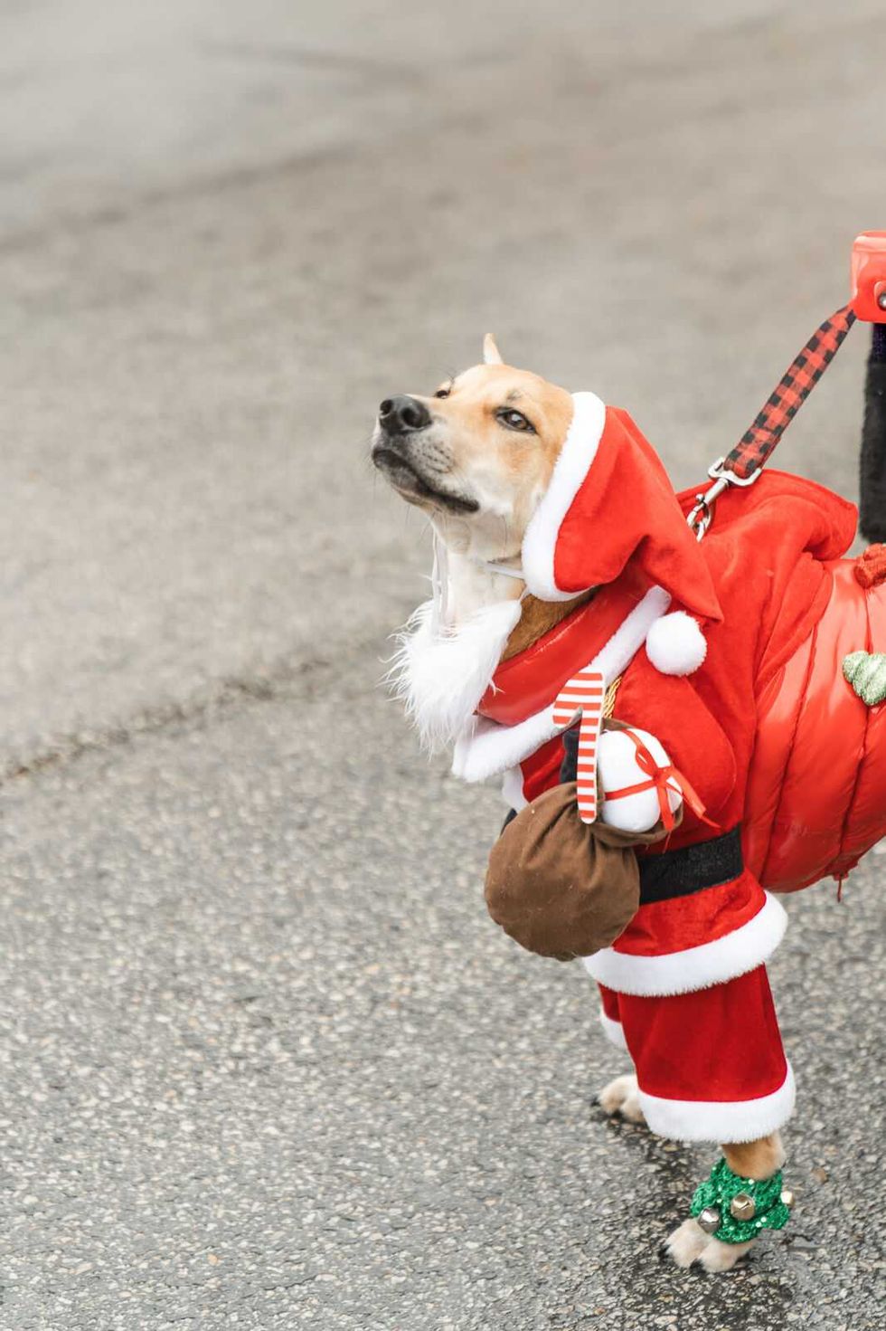 Downtown Austin holidays dog