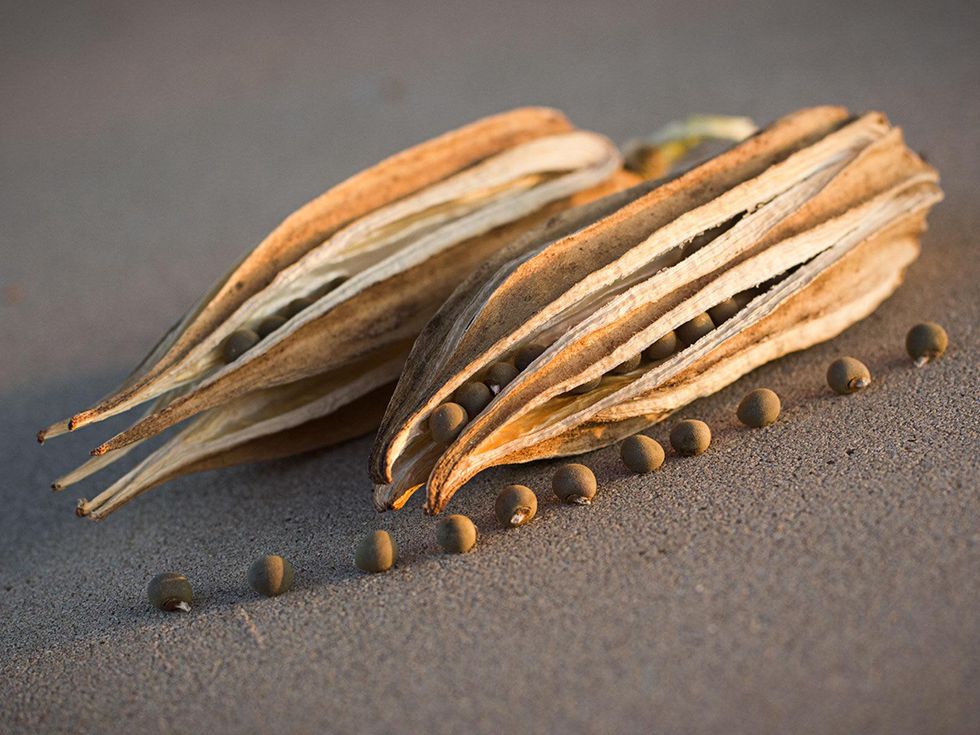 Dried okra pods and seeds