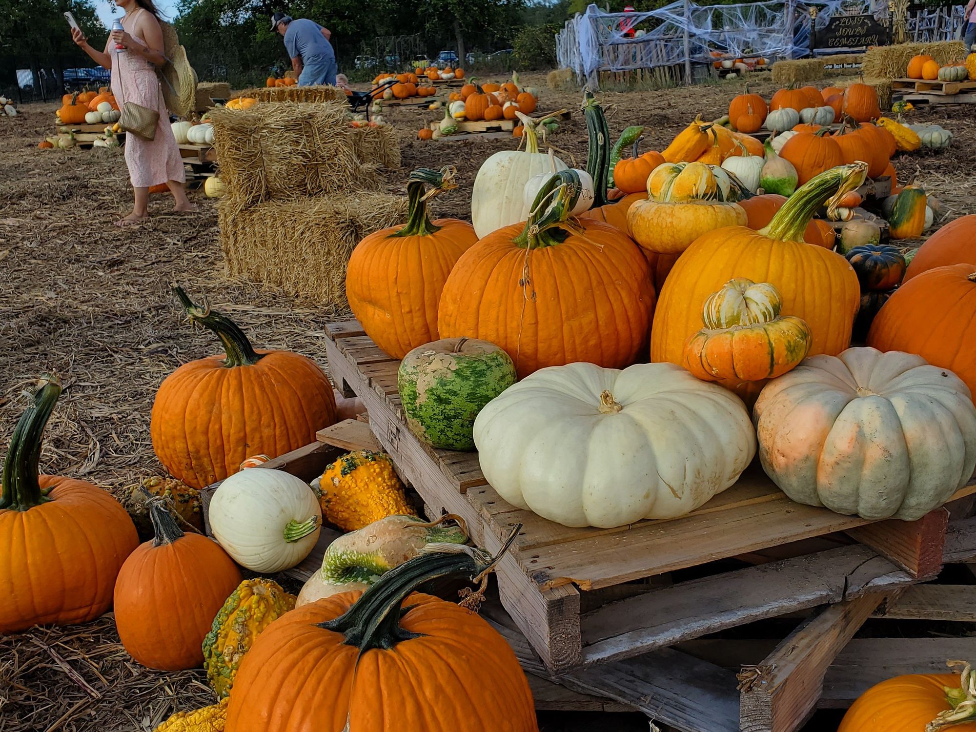 Dripping Springs Pumpkin Festival 2022