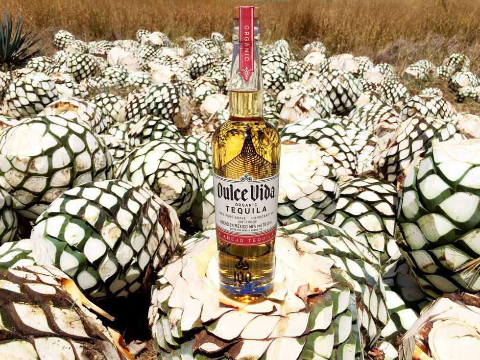 Dulce Vida Tequila agave bottle