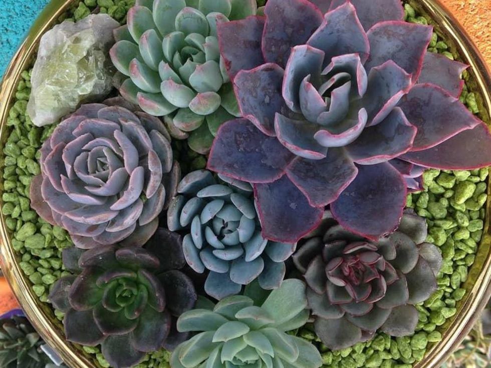 East Austin Succulents