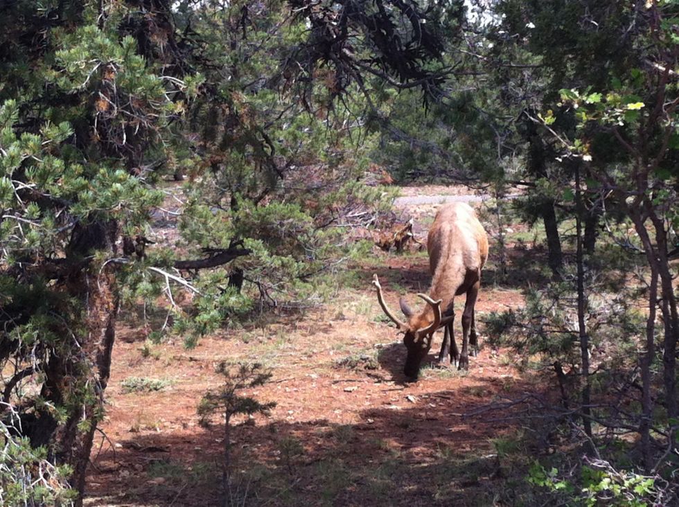Elk in Grand Canyon