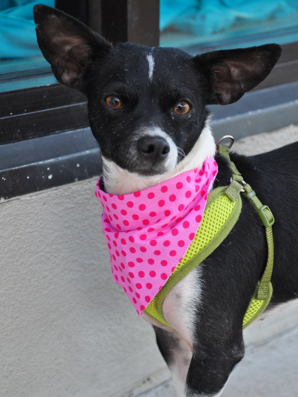 Emmie Austin Pets Alive