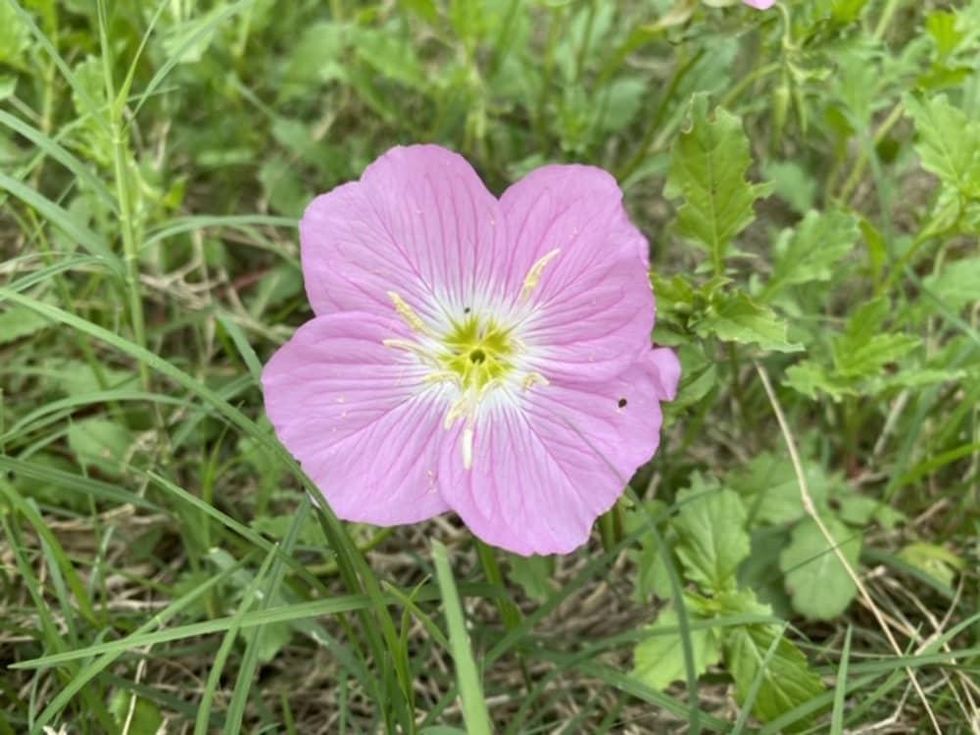 Evening primrose Texas wildflowers