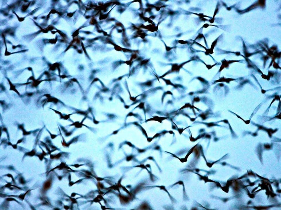 Events_generic_bats_April 10