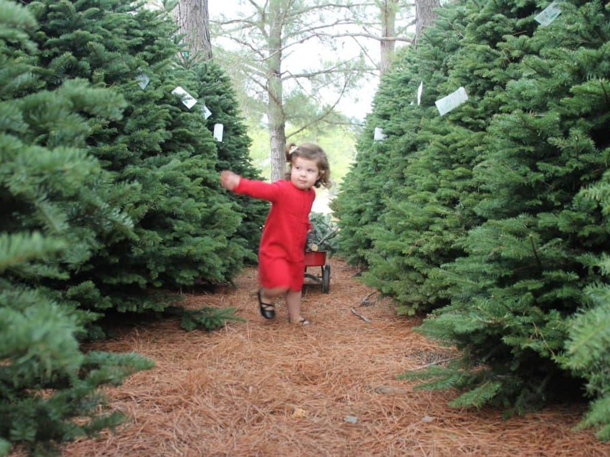 Evergreen farms Elgin christmas tree little girl wagon