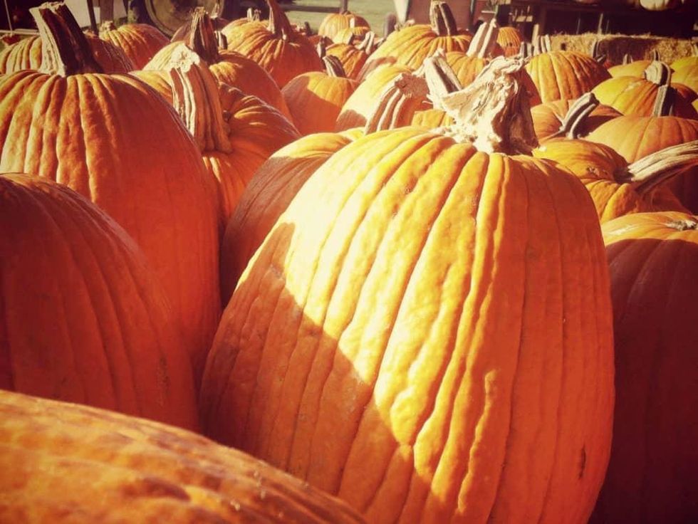 Evergreen Farms pumpkin hunt pumpkins