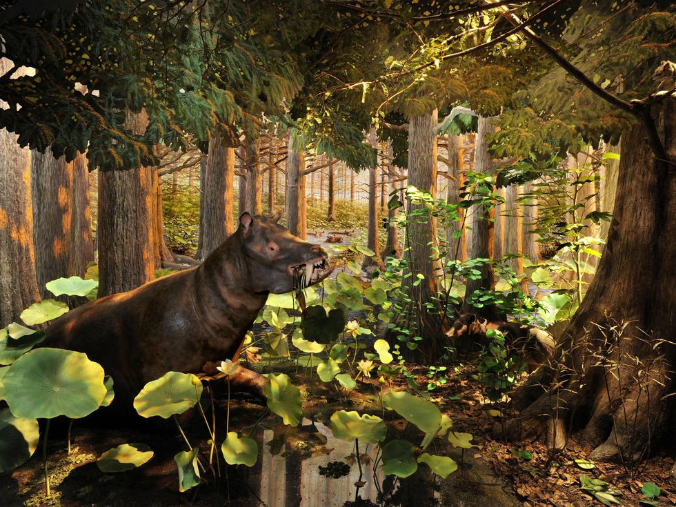Extreme Mammals exhibit diorama