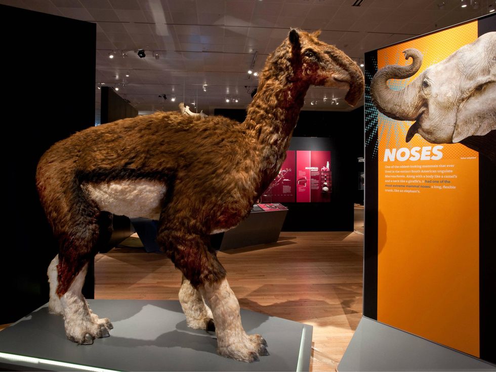 Extreme Mammals exhibit noses