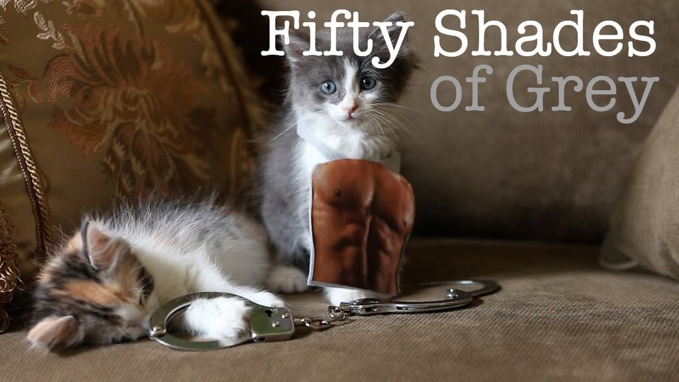 Fifty Shades of Grey kitten trailer and more links we love right now
