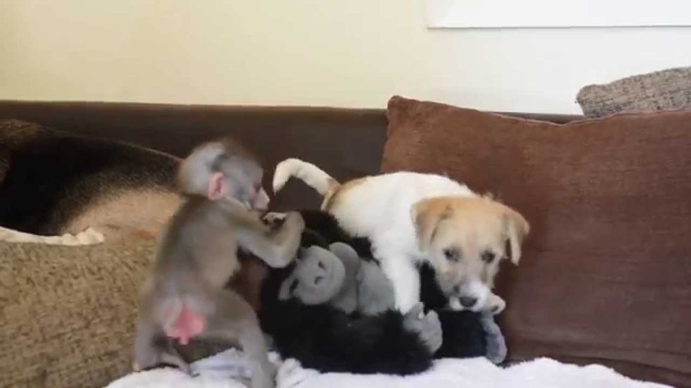 Monkey-puppy friendship, Simpsons World and more links we love right now