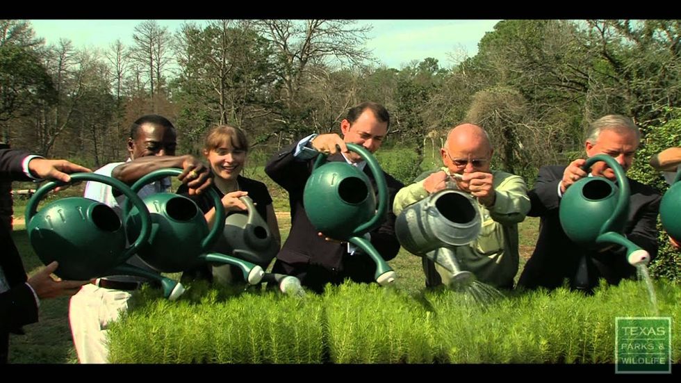 Replanting Bastrop State Park: A million trees coming back with Arbor DayFoundation help