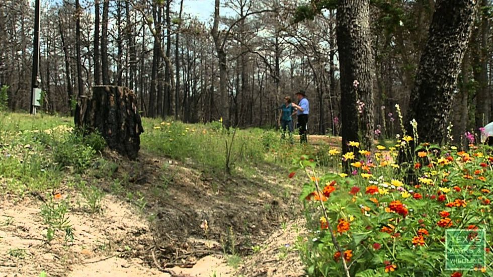 The toad lady: Saving lives after the Bastrop fires