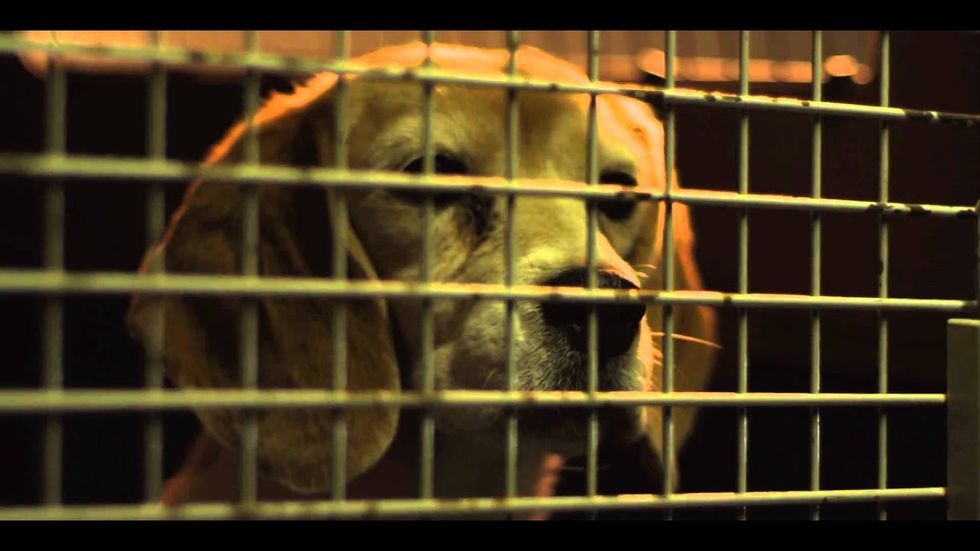 The Belle Brigade's talent rings loud and clear at ACL