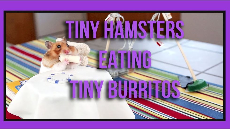 Tiny hamsters eating tiny burritos, Oprah's original audition tape and more links we love