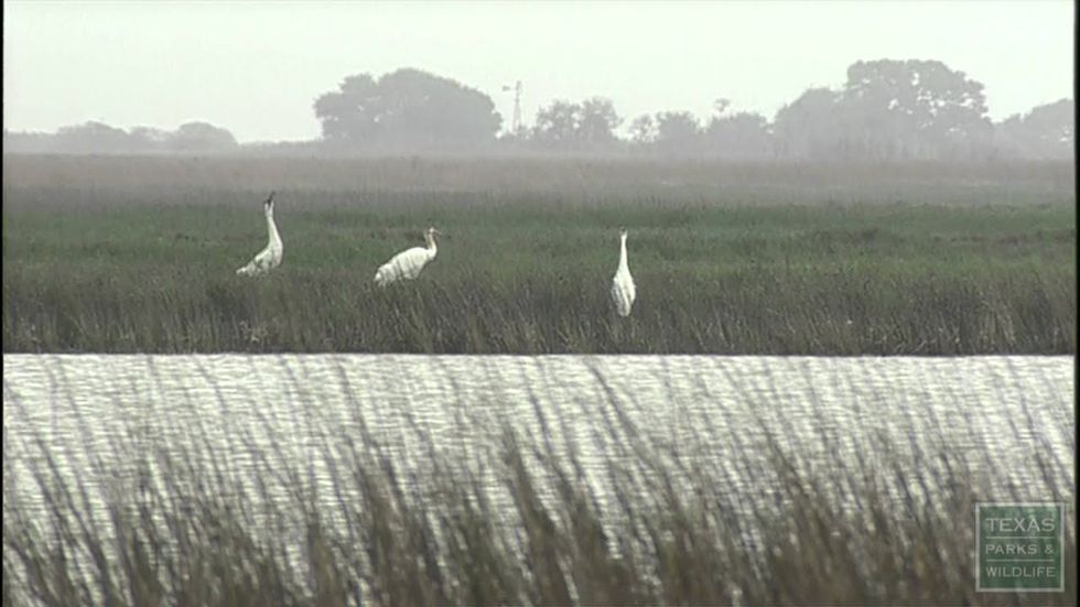 Whoop for Whoopers: A great Texas comeback story
