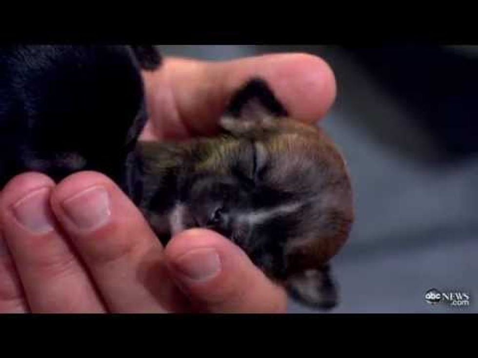 Meet Beyoncé! The world's smallest dog is a Survivor