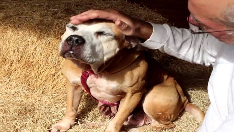 Fannie finds a home: In no-kill Austin, the remarkable story of long stay shelter dog