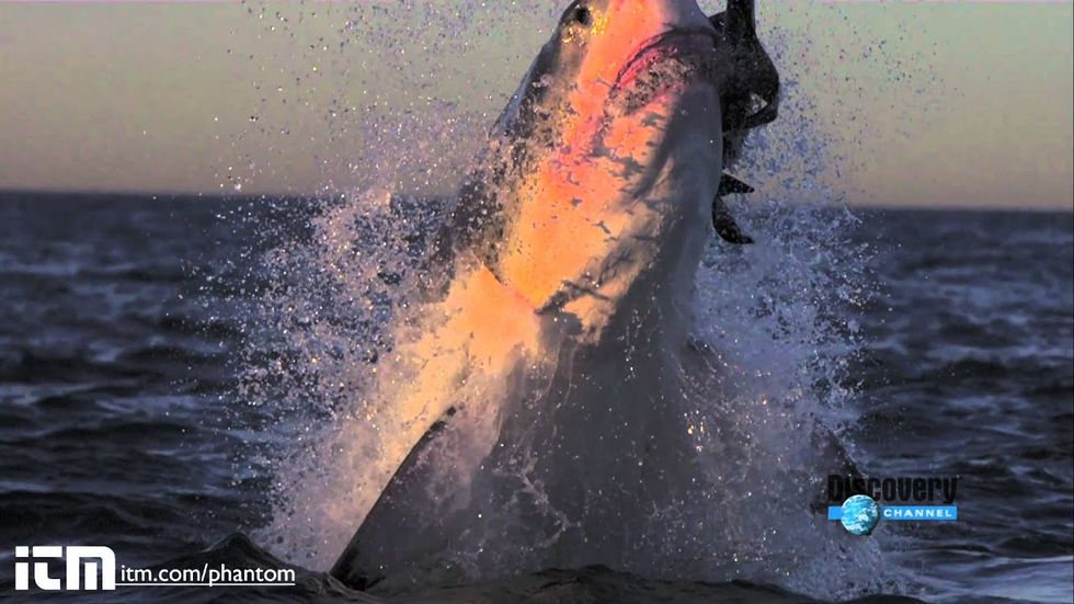 Step aside, puny Olympics: It's time for Shark Week!