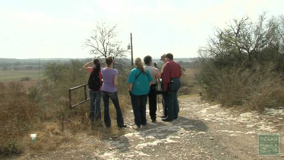 Austin birders lose it over the Fork-tailed Flycatcher