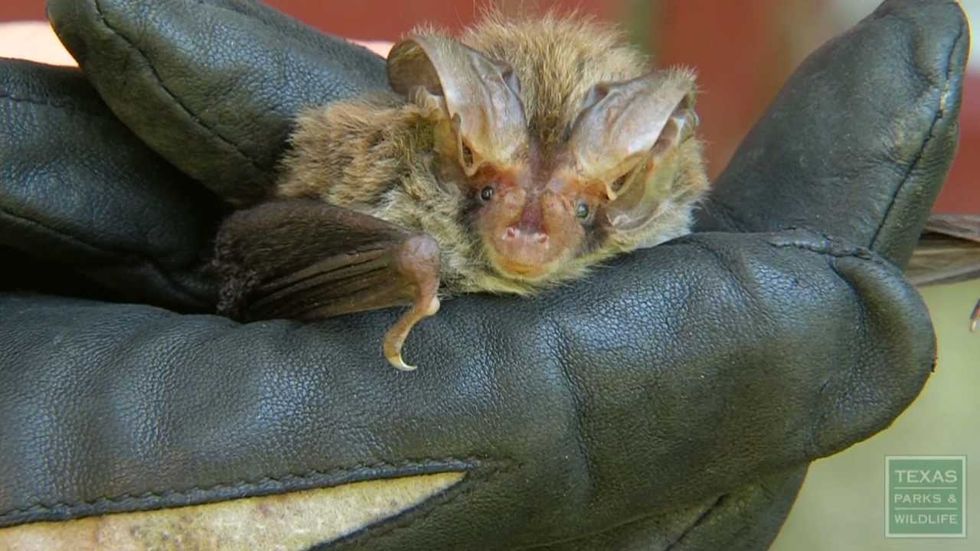 Natural mosquito control: Searching for the Big-Eared bat