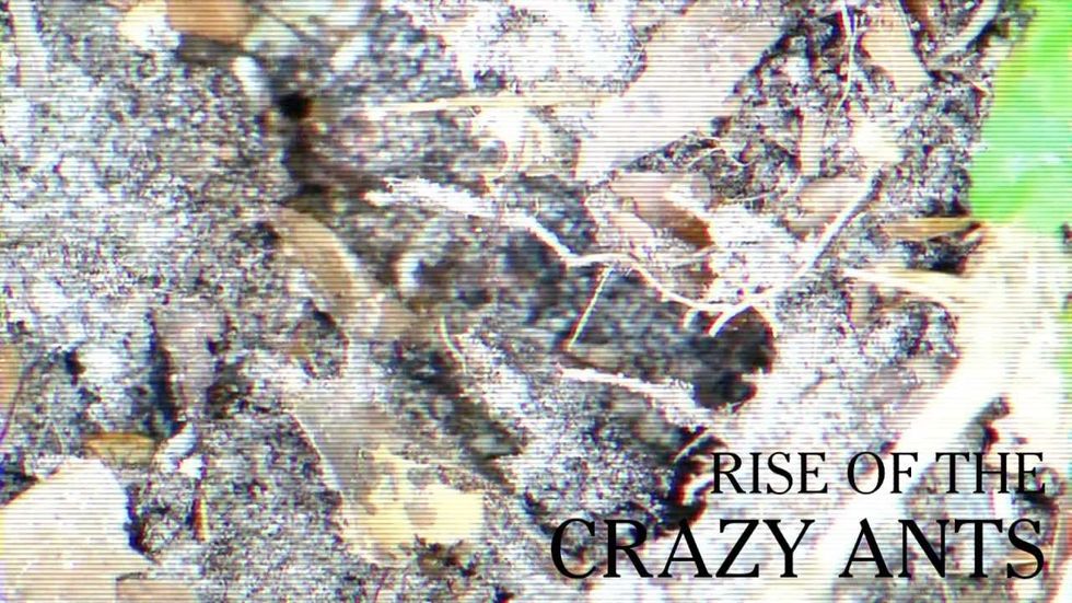 Crazy ants drive out fire ants in Texas invasion