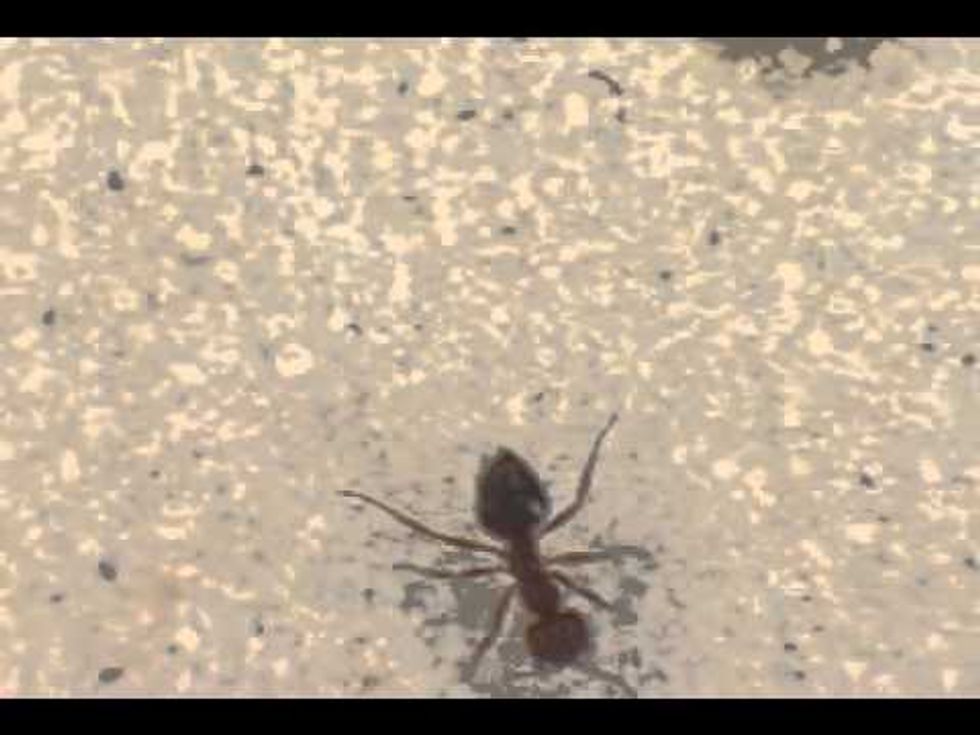 UT Austin researcher hopes to wipe out fire ants by turning them into zombies