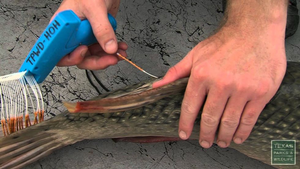 Conservation with teeth! Alligator gar in the water