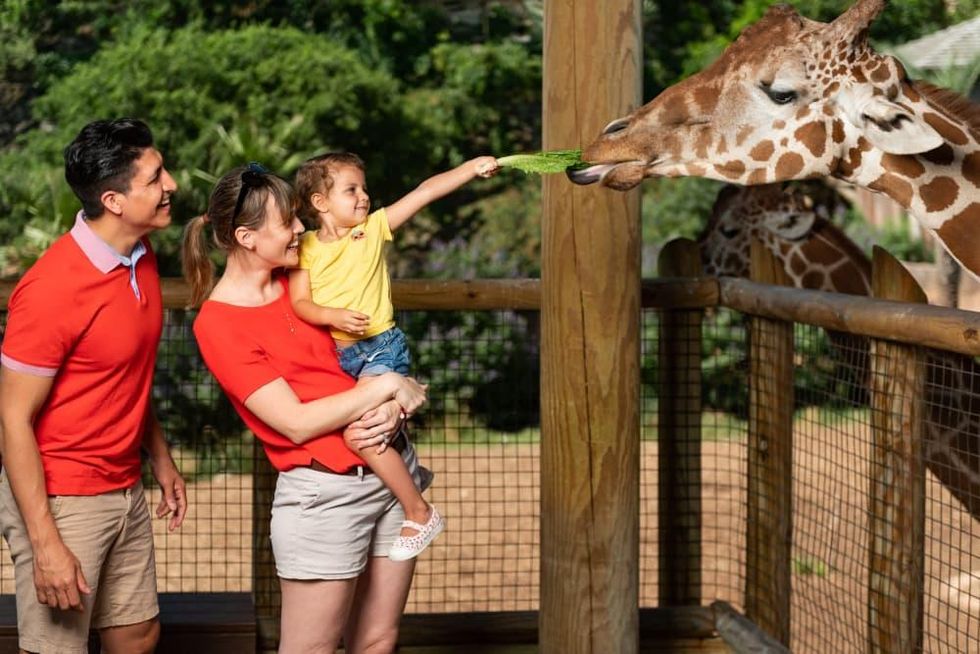 Family feeding giraffes