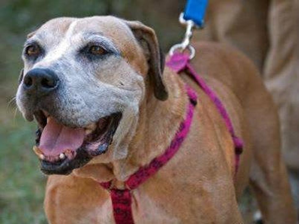 Fannie Austin pets alive