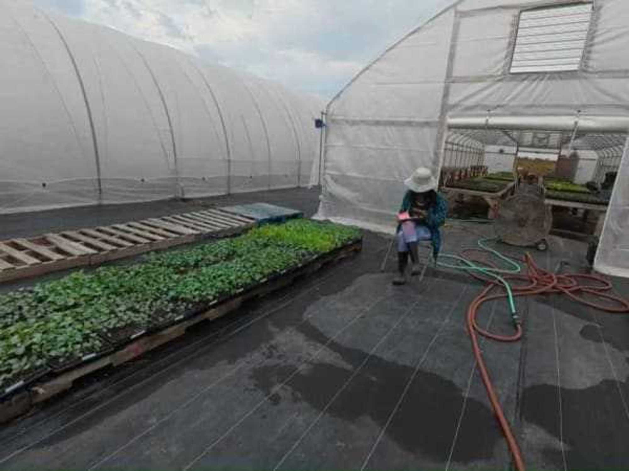 Farmshare Austin greenhouses