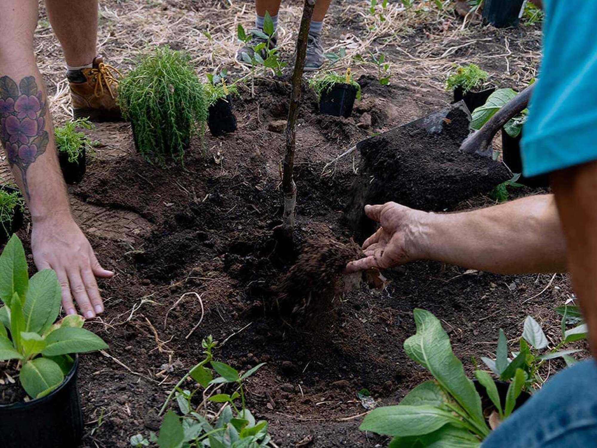 Festival Beach Food Forest planting