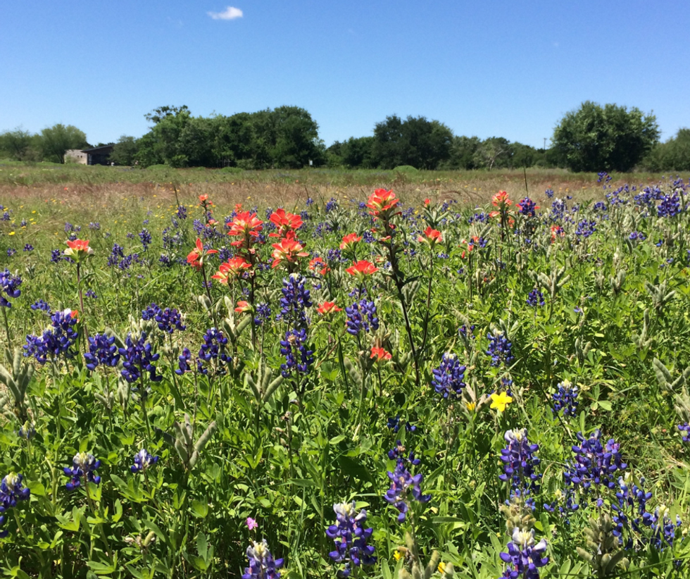 Field of bluebonnets