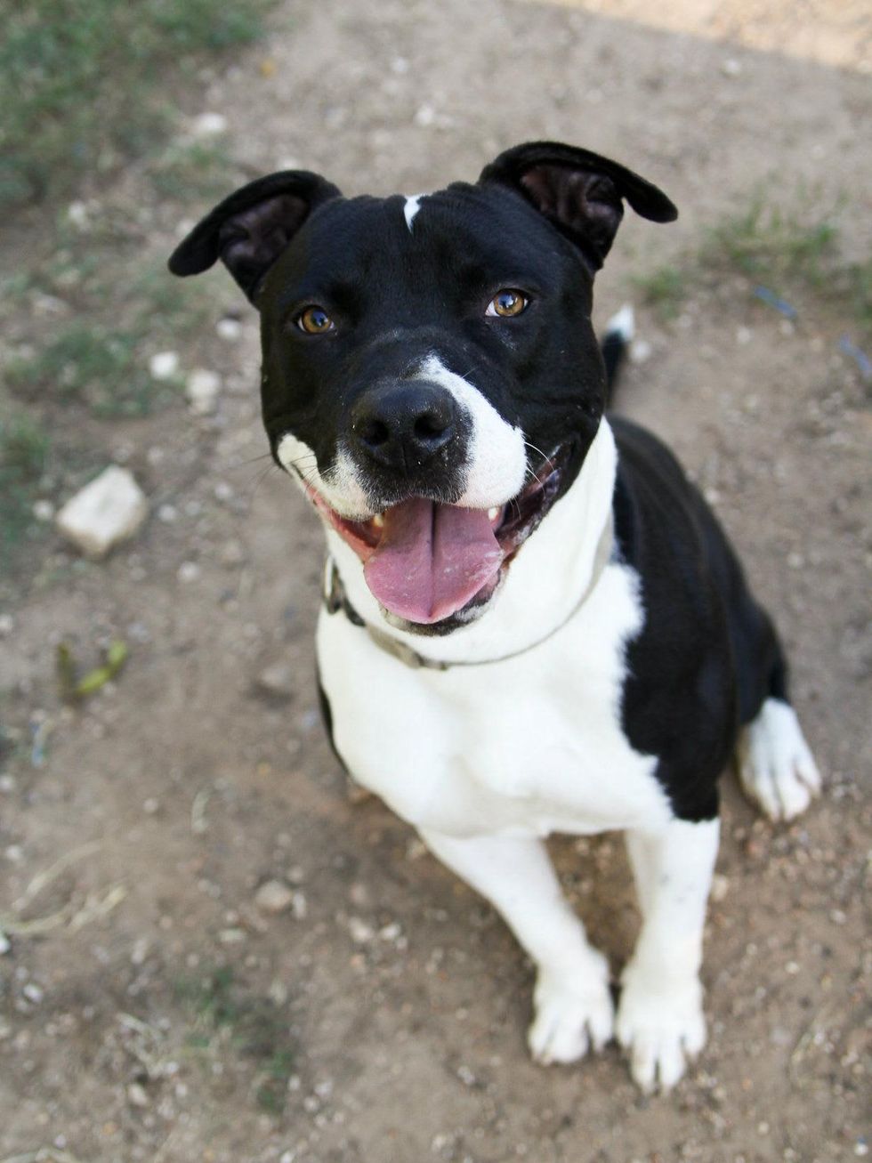 Fin Austin Pets Alive