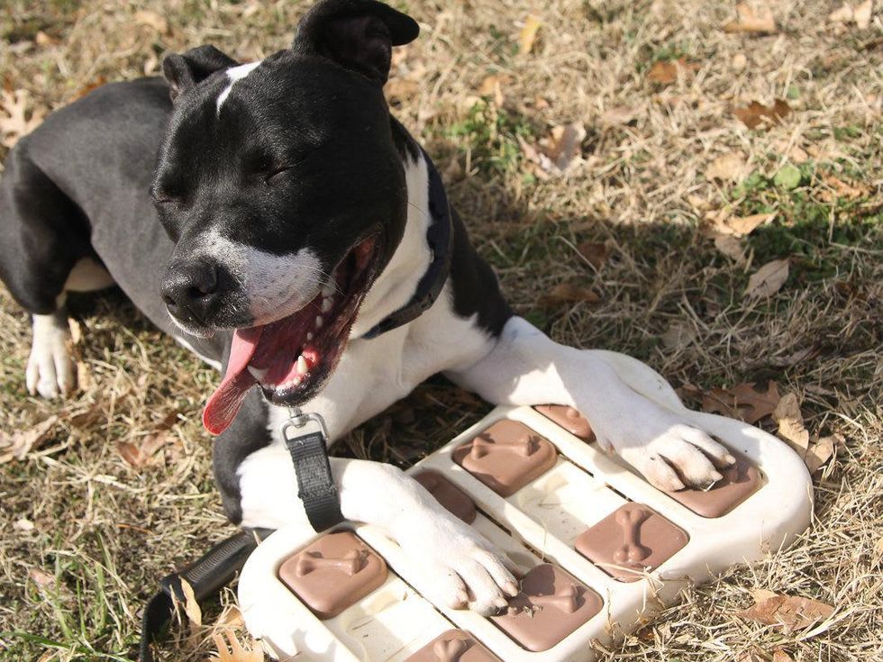 Fin Austin Pets Alive