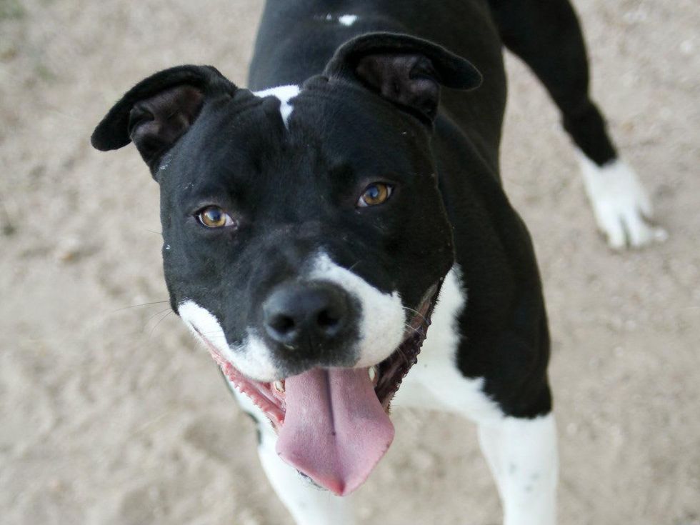 Fin Austin Pets Alive