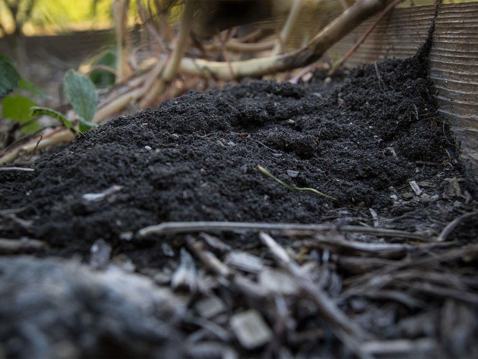 Fire ant mound in garden.