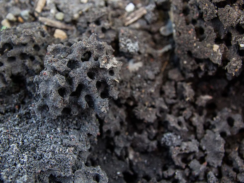 Fire ant mound tunnels