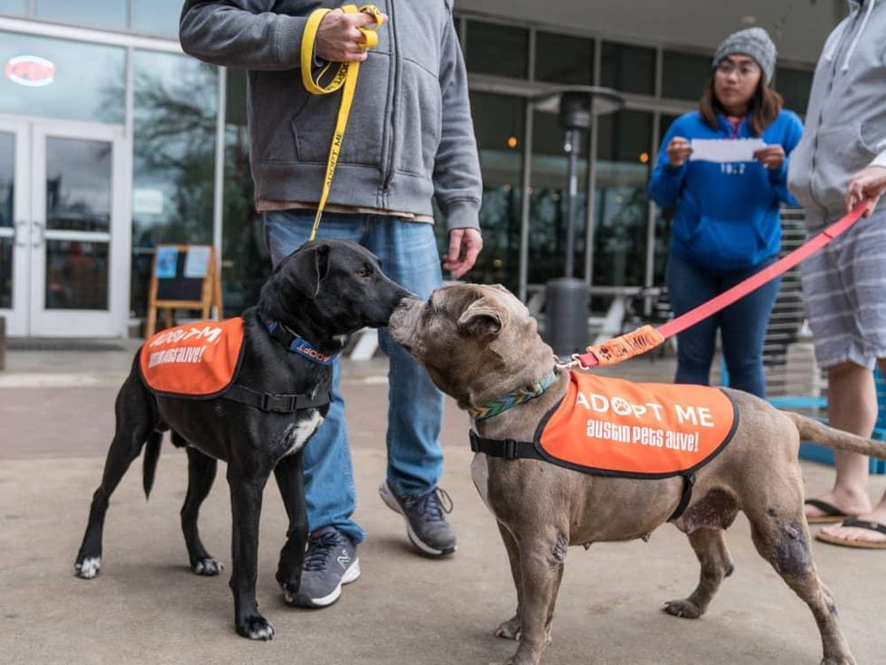Frost Austin Eastcider Pup-a-palooza Austin Pets Alive