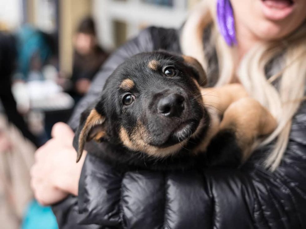 Frost Austin Eastcider Pup-a-palooza